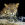 MrSami avatar