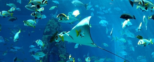 Forex aquarium