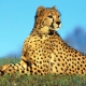 gepard's avatar