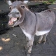 magnitude's avatar